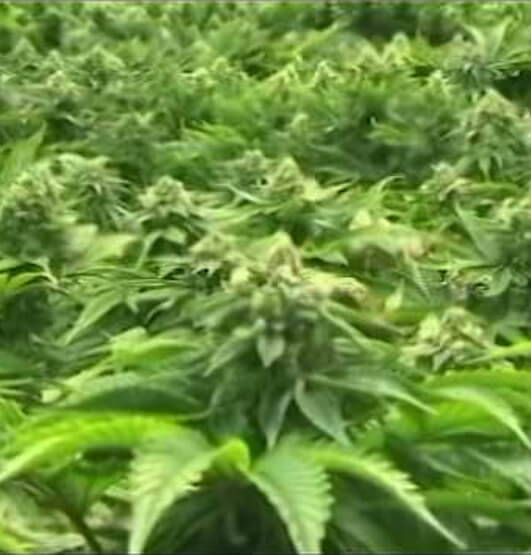 ResponsibleOhio investor talks marijuana politics