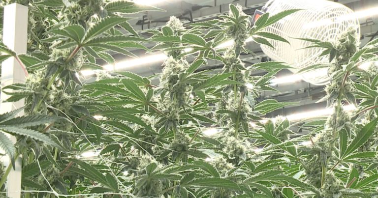 Here's what it looks like inside Hamilton County's first medical marijuana cultivation facility