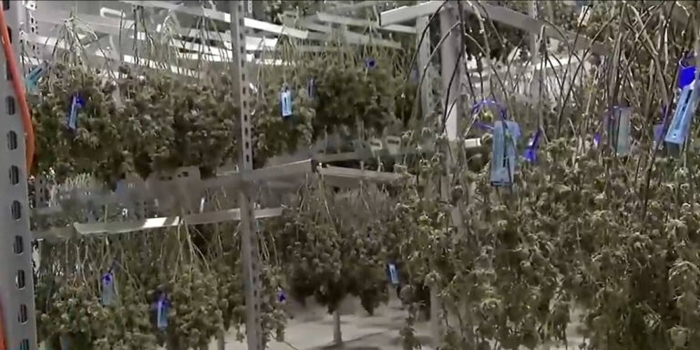 One year of recreational cannabis in Ohio: How is the industry doing?